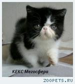 Экзотические плюшевые котята