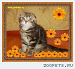Вислоухий котенок
