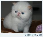 Экзотический котик