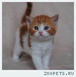 Британские котята окраса красный мрамор