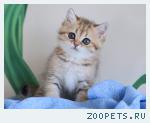 Британские котята шиншиллы