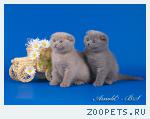 Шотландские короткошерстные котята
