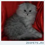Шотландская вислоухая КОШЕЧКА