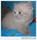 Британские котята лилового окраса