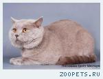 Клубные котята