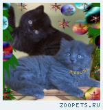 Британские котята из питомника Ridolina.