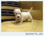 Джек Рассел терьер - щенки