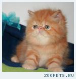 Персидские котята поздравят Вас с Новым годом