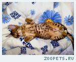 Бенгальские котята