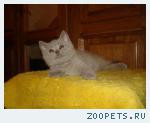 Клубные котята из питомника