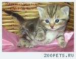 Британские мраморные котята из питомника VIVIAN.