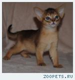 Абиссинские котята