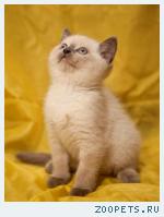 Британский котик