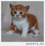 Британские котята окраса красный мрамор