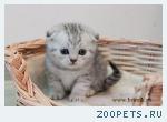 Шотландские вислоухие котята