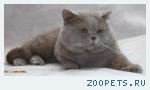 Скоттиш страйт кот вязка кошек
