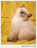 Британский котик