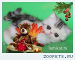 Породистые персидские и экзотические котята.