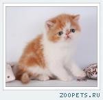 Котята - ЭКЗОТЫ
