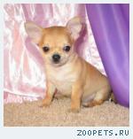 Чихуахуа щенки