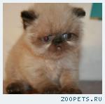 Гималайские котята разных окрасов