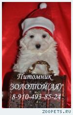 Мальтезе, Мальтийская болонка Щенки Мини и стандарт