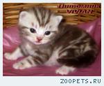 Британские черные котята из питомника VIVIAN.