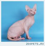 канадский сфинкс
