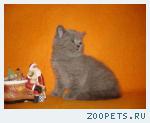 Голубые британские котята