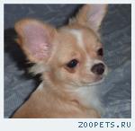 ЩЕНКИ   ЧИХУАХУА