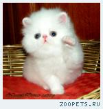 персидские котята