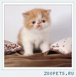 Котята - ЭКЗОТЫ