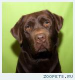 Найден лабрадор