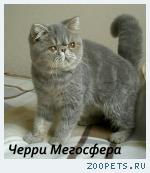Экзотическая кошечка