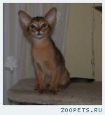 Абиссинские котята