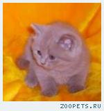 Британские котята шоколадного и лилового окраса