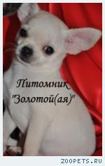 Чихуахуа г/ш мальчик Окрас крем