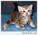 Британские черные котята из питомника VIVIAN.