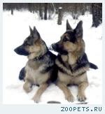 Щенки восточноевропейской овчарки