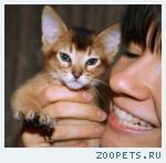 Абиссинские котята от чемпионов