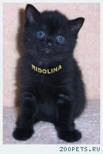 Британские котята из питомника Ridolina