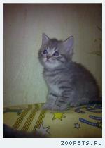 Британские  котята