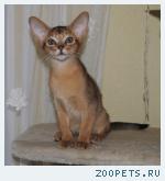 Абиссинские котята