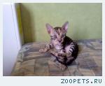 КОРНИШ-РЕКС кудрявые котята