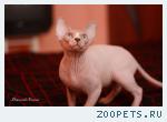 котята (канадские сфинксы)