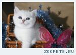 Британские шиншиллы ШОУ класса