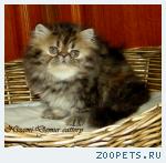 персидские котята
