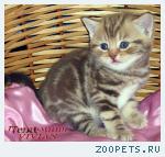 Британские черные котята из питомника VIVIAN.