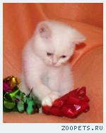 Шотландские котята.