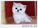Продаю британских котят серебристая шиншилла